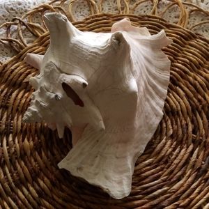 Large Seashell